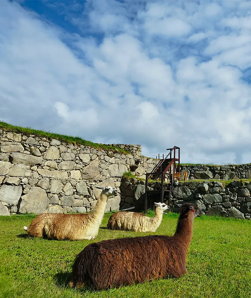 Machu Picchu Tour Companies
